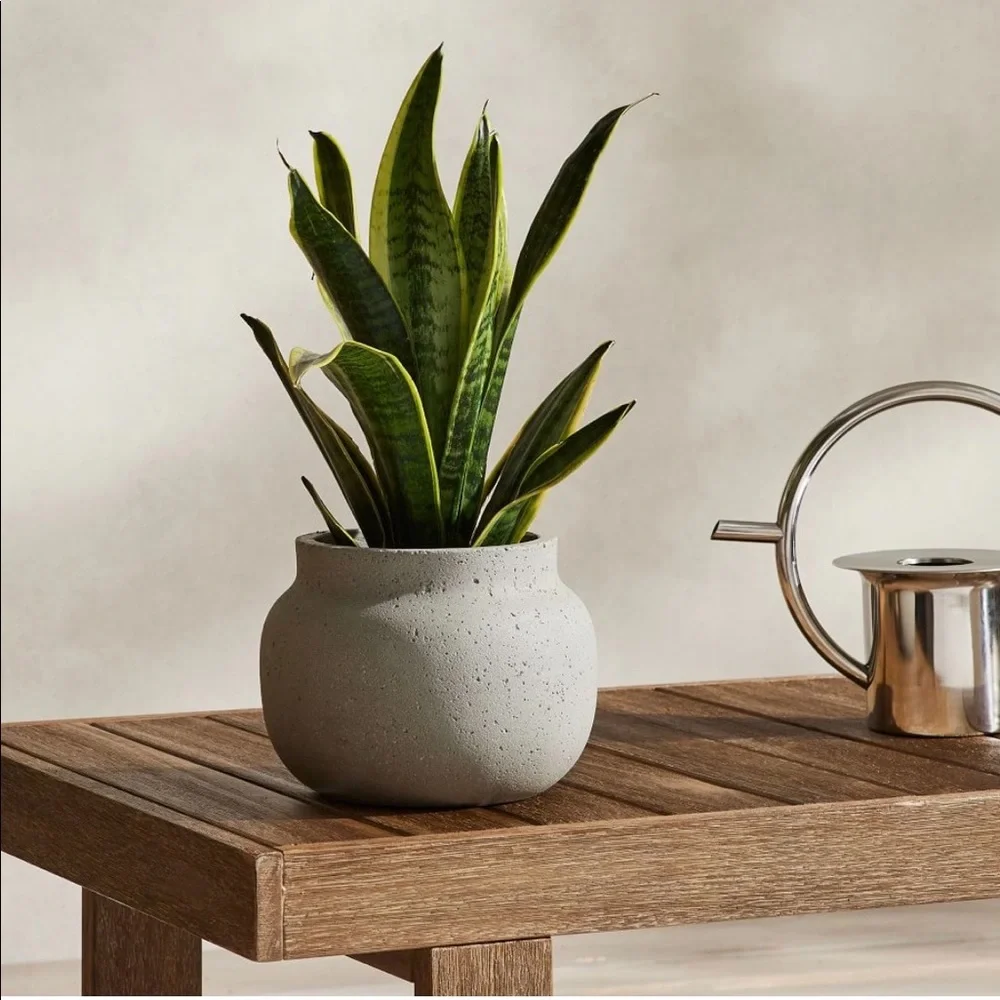 West Elm Ficonstone Planter